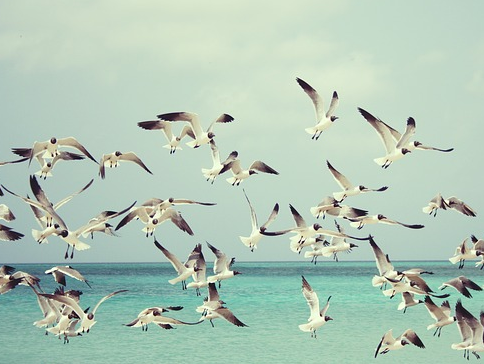 birds flying clouds background