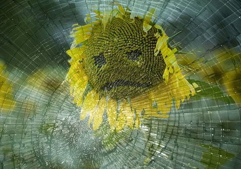 sad sunflower